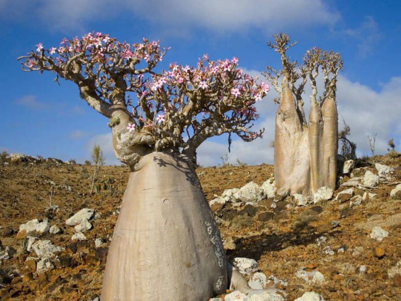 Adenium Obesum Subsp Socotranum World Of Flowering Plants