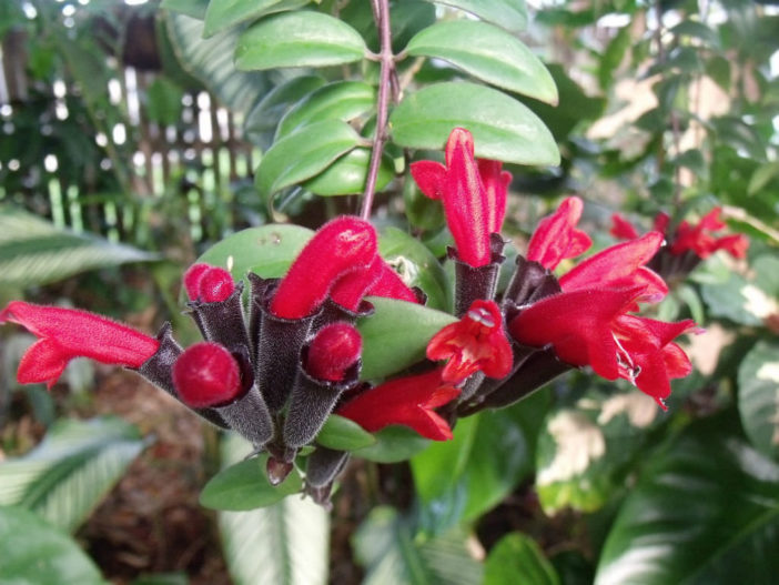 Aeschynanthus pulcher - Lipstick Plant