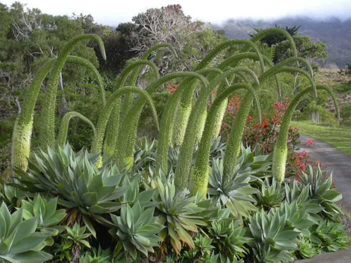 Agave attenuata - Fox Tail Agave