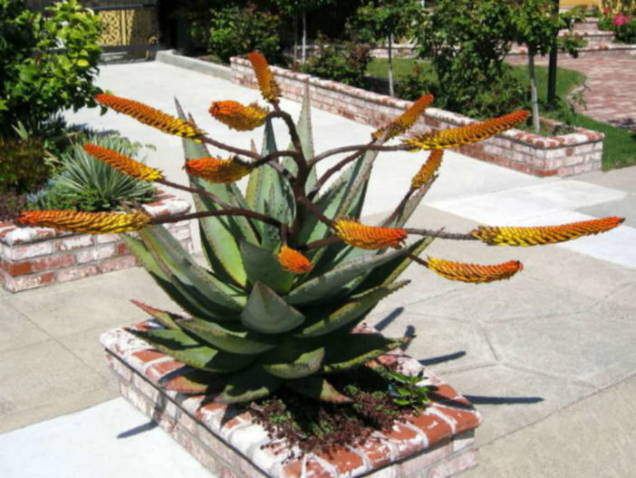 Aloe marlothii - Mountain Aloe