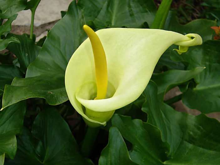 Arum creticum