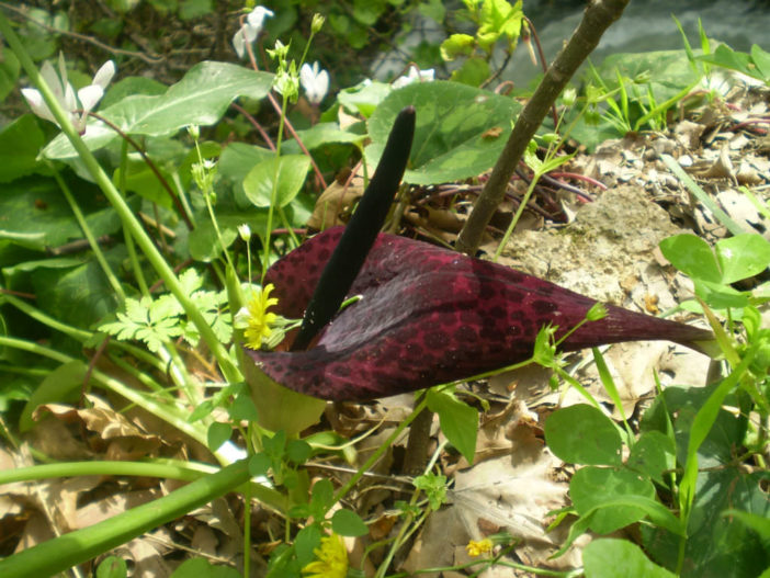 Arum dioscoridis