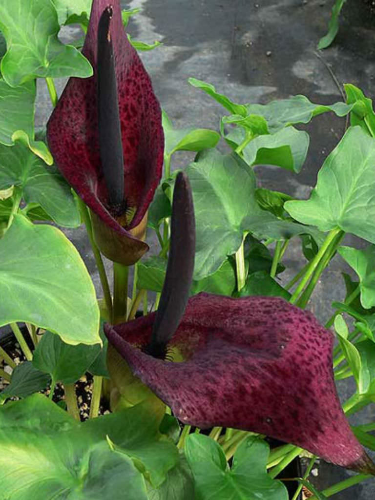 Arum dioscoridis | World of Flowering Plants