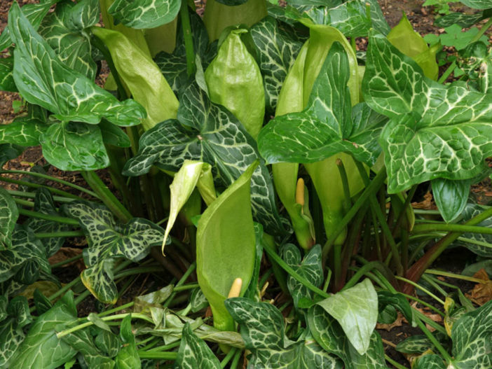 Arum italicum - Italian Arum