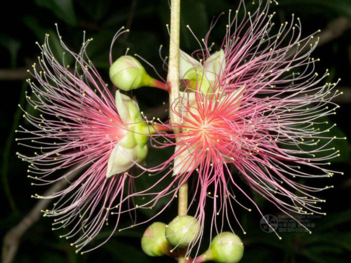 Barringtonia racemosa - Powderpuff Mangrove