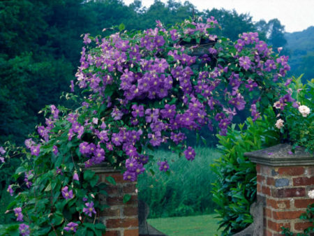 Top 5 Choices For Vines And Climbing Plants - World Of Flowering Plants