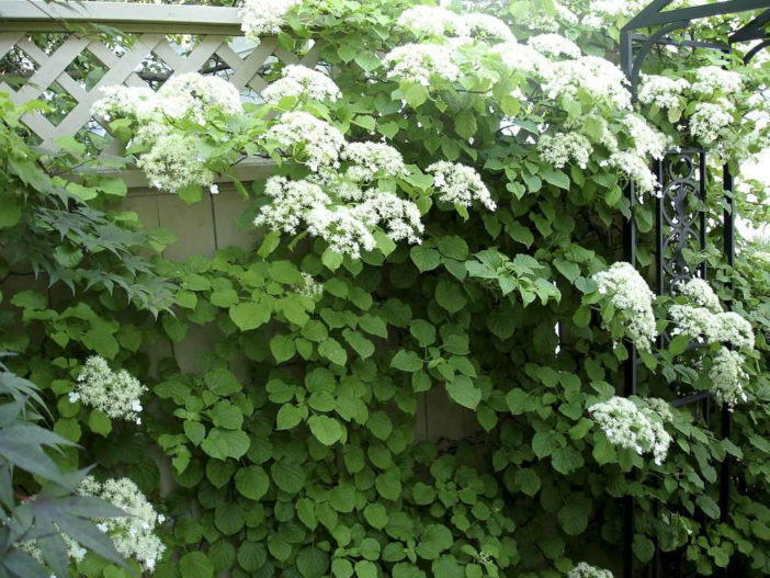 Choices for Vines and Climbing Plants (Hydrangea petiolaris)