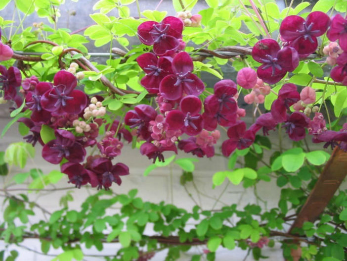 Choices for Vines and Climbing Plants (Akebia quinata)