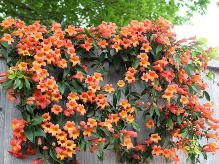 Choices for Vines and Climbing Plants5 (Campsis radicans)