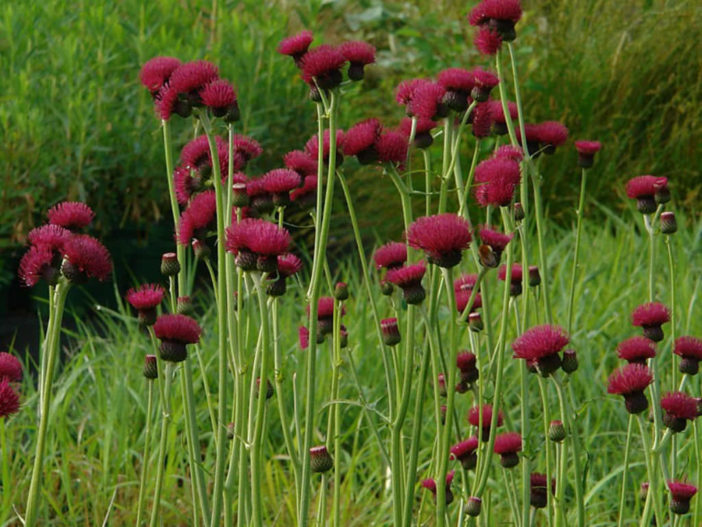 Cirsium rivulare 'Atropurpureum' - Plume Thistle