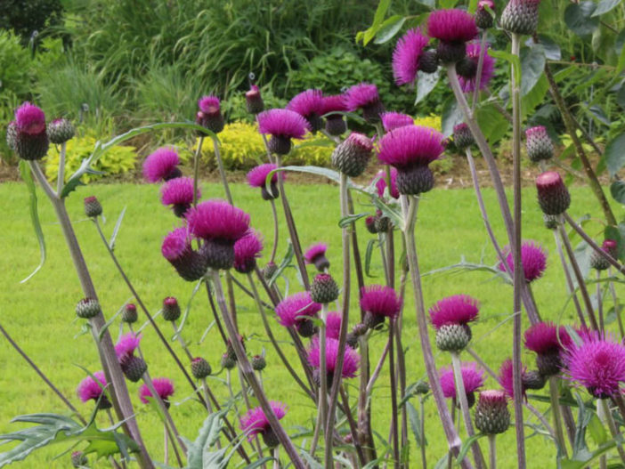 Cirsium rivulare 'Trevor's Blue Wonder' - Plume Thistle