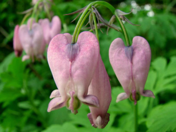 Dicentra formosa - Pacific Bleeding Heart