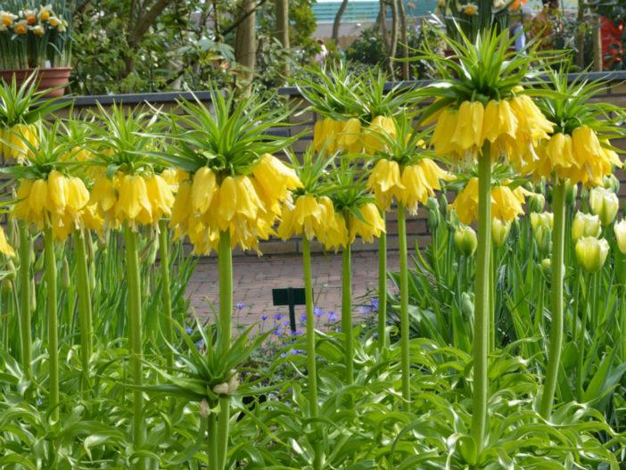 Fritillaria imperialis 'Maxima Lutea' - Yellow Crown Imperial