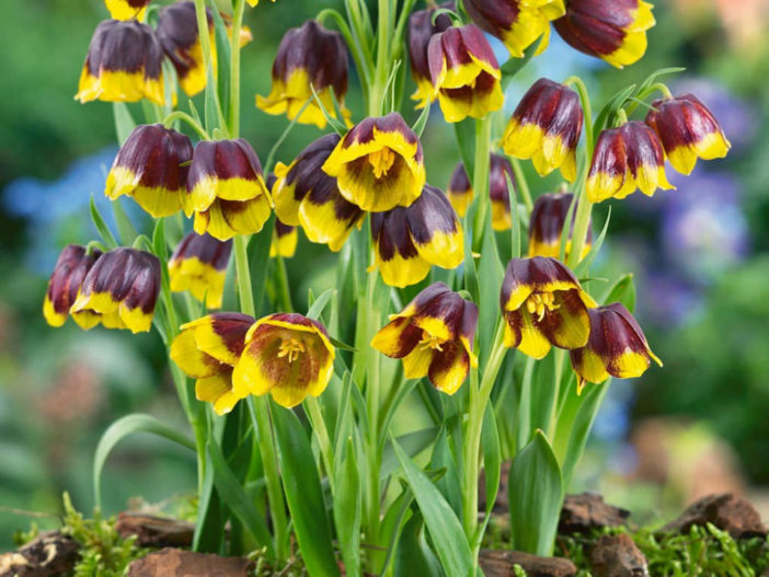 Fritillaria michailovskyi - Michael's Flower