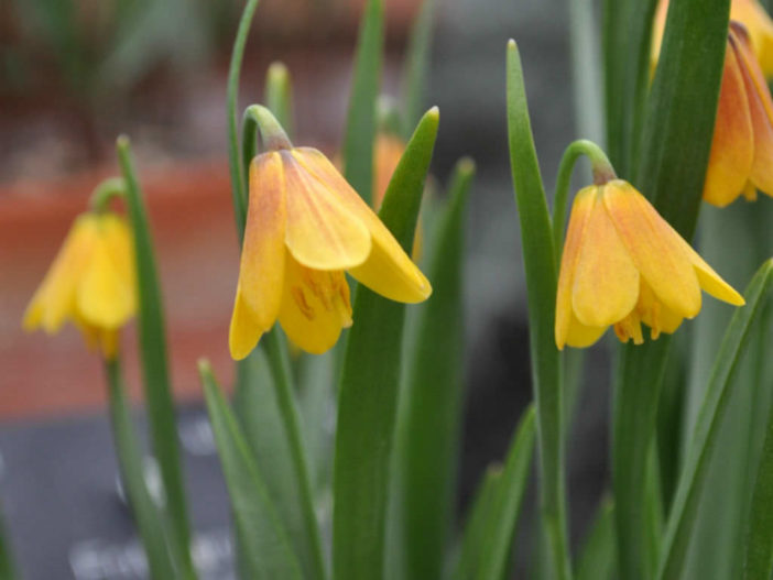 Fritillaria pudica - Yellow Fritillary