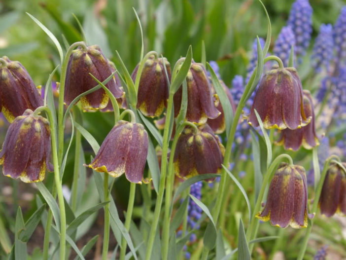 Fritillaria pyrenaica - Pyrenean Fritillary