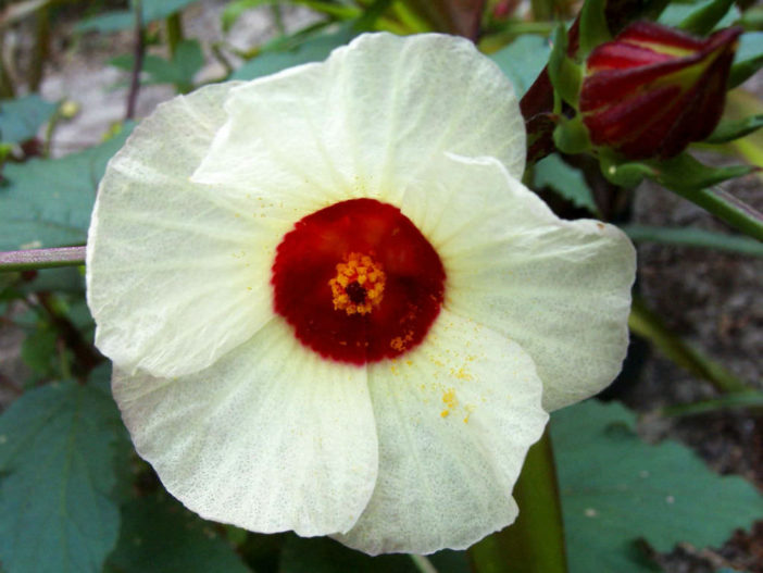 Hibiscus Tea