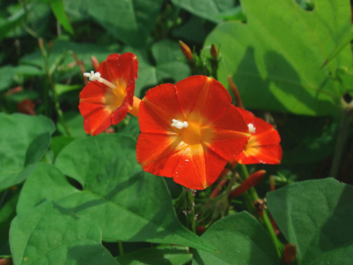 Ipomoea rubriflora - Red Morning Glory