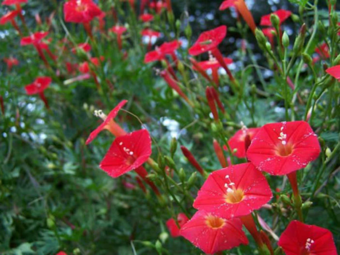 Ipomoea sloteri - Cardinal Climber