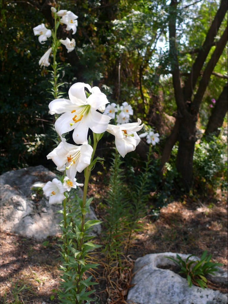 Lilium candidum - Madonna Lily | World of Flowering Plants