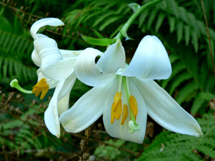 Lilium candidum - Madonna Lily