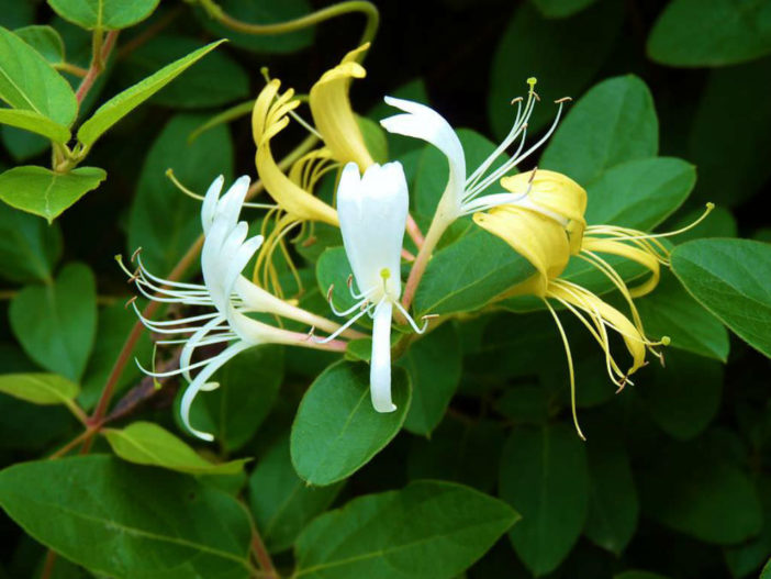 Lonicera japonica - Japanese Honeysuckle