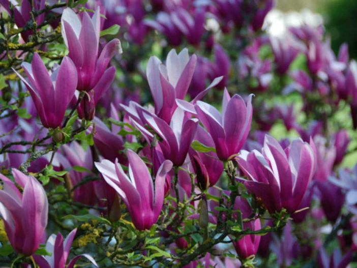 Magnolia liliiflora 'Nigra' - Black Lily Magnolia