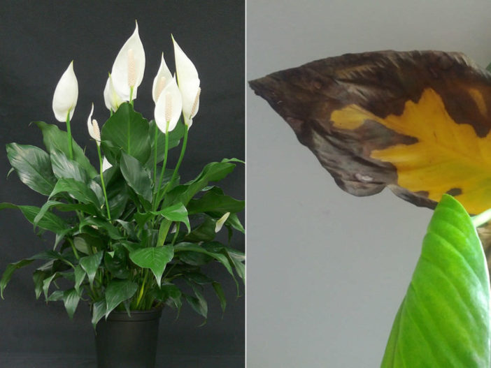 Why Do Peace Lily Leaves Turn Yellow Or Brown World Of Flowering Plants