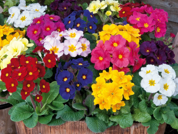 Polyanthus