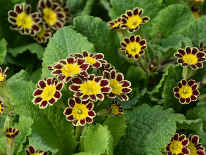 Primula elatior 'Gold Lace'