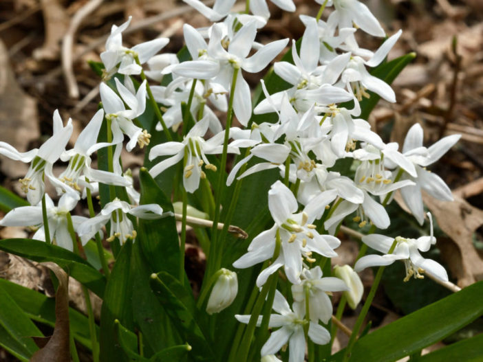 Scilla siberica 'Alba' - White Siberian Squill