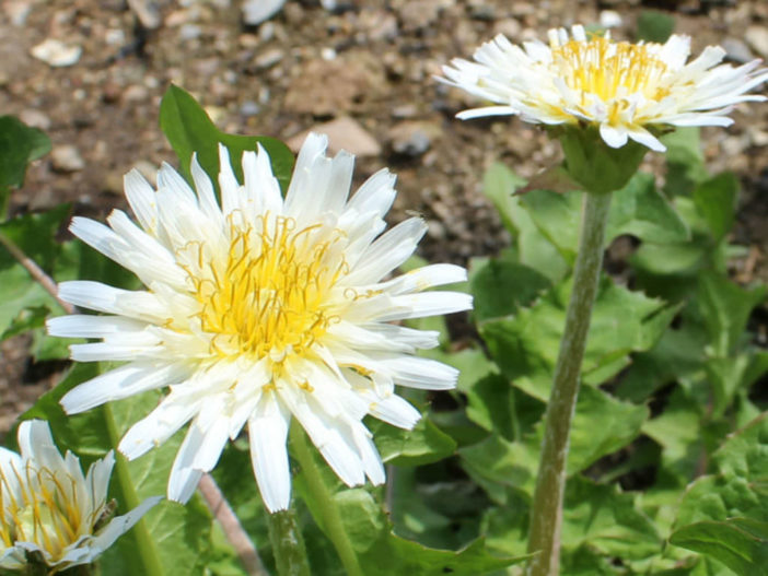 Taraxacum coreanum - Korean Dandelion