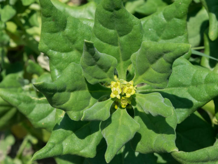 Tetragonia tetragonioides (New Zealand Spinach)