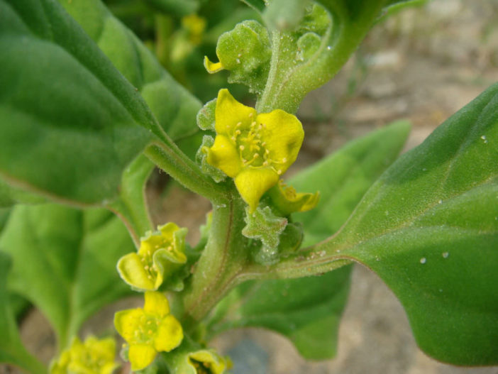 Tetragonia tetragonioides - New Zealand Spinach