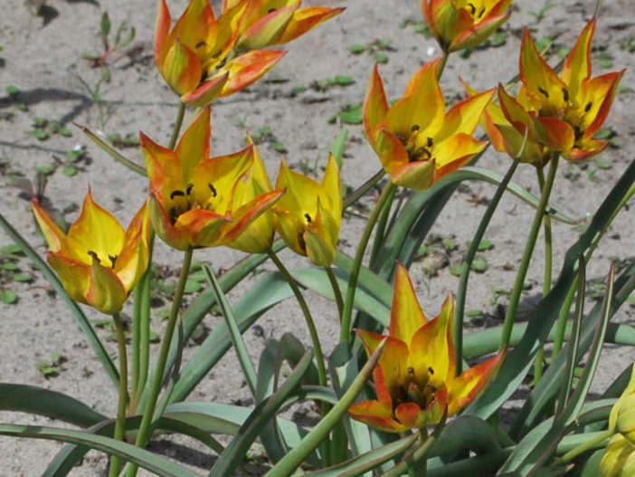 Tulipa orphanidea 'Flava'