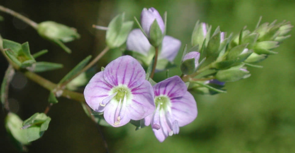 Niedliches Americana zerschmettert Telegraph