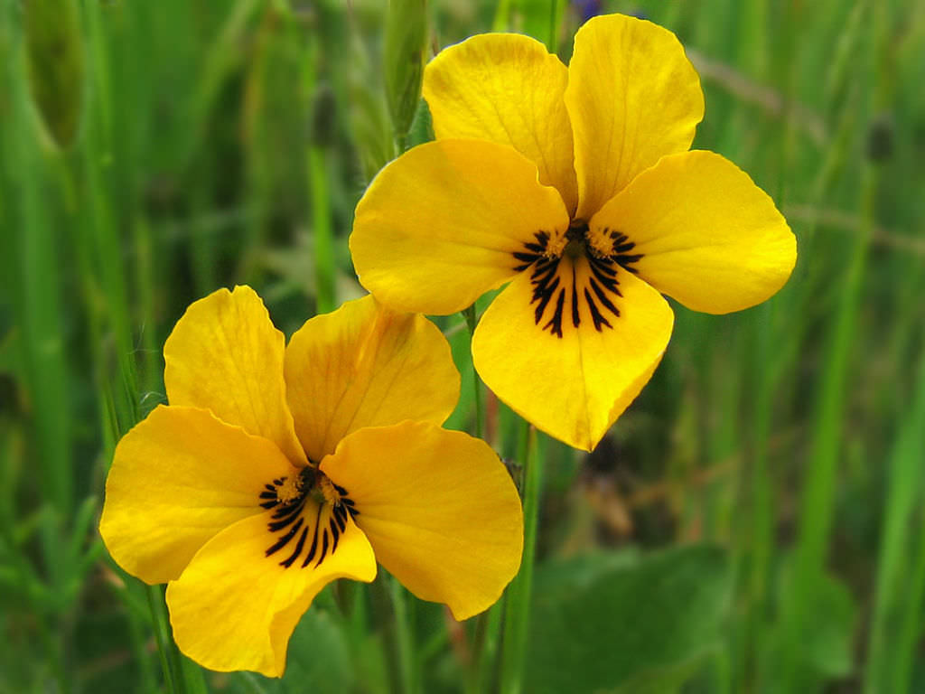 Viola pedunculata (California Golden Violet) World of Flowering Plants