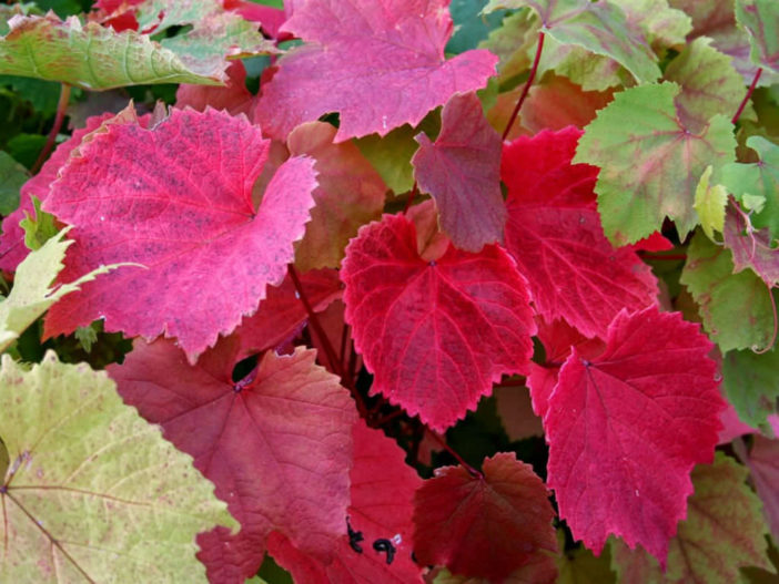 Vitis coignetiae - Crimson Glory Vine