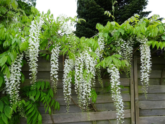 Wisteria sinensis 'Alba' - Chinese Wisteria