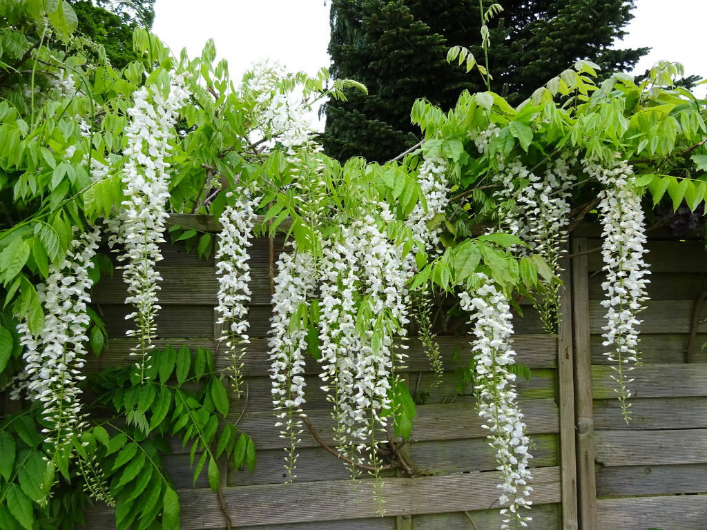 wisteria sinensis worldoffloweringplants