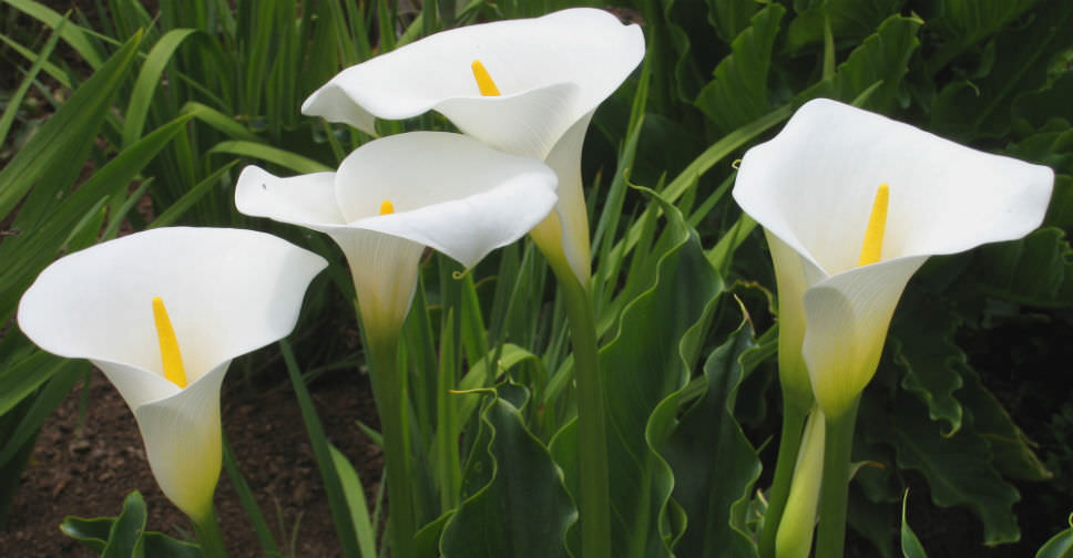 Zantedeschia aethiopica (Arum Lily) World of Flowering Plants