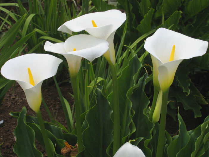 Zantedeschia aethiopica - Arum Lily