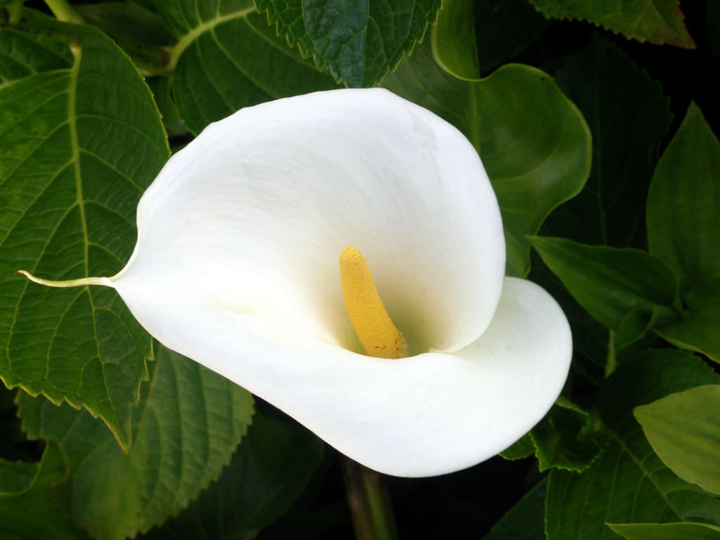 zantedeschia-aethiopica-arum-lily-world-of-flowering-plants