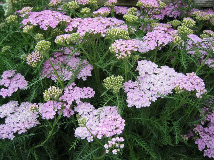 Achillea millefolium 'Wonderful Wampee'