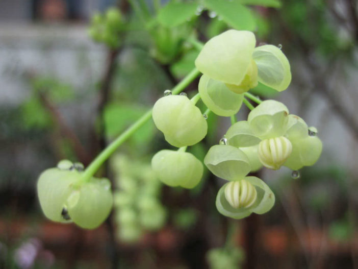 Akebia quinata 'Alba' - White Akebia