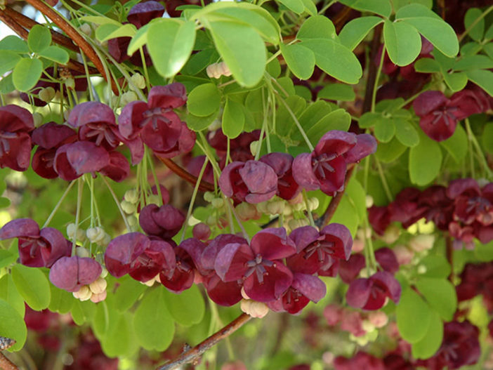 Akebia quinata - Chocolate Vine