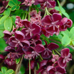 Akebia quinata (Chocolate Vine) - World of Flowering Plants