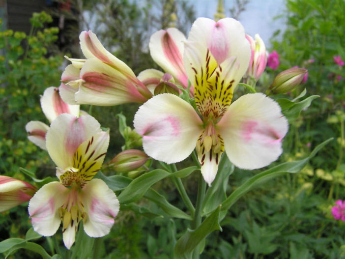 Alstroemeria 'Avanti'