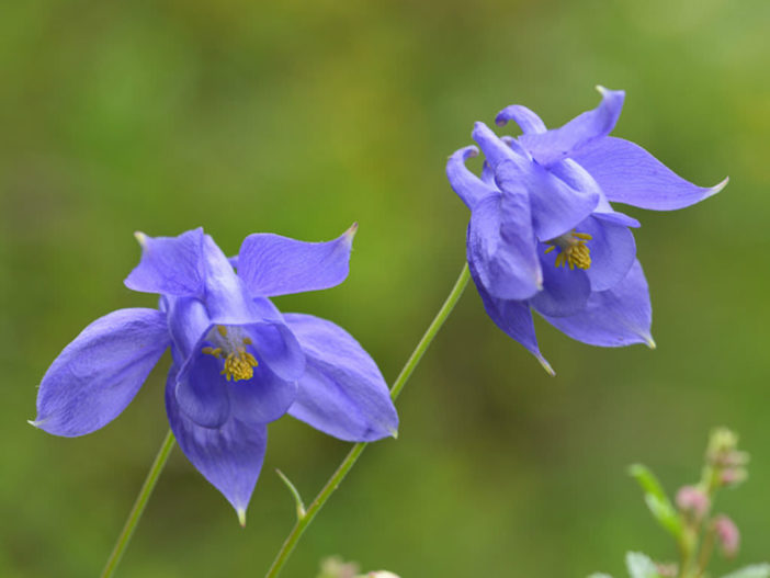 Aquilegia bertolonii - Bertoloni Columbine