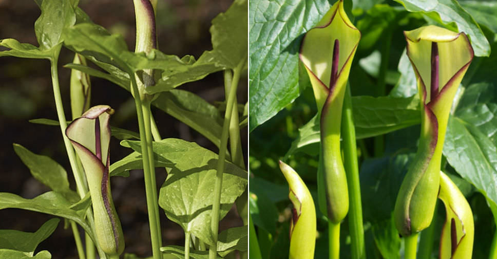 Tình yêu cây cỏ ĐV2 - Page 83 Arum-hygrophilum-Water-Arum